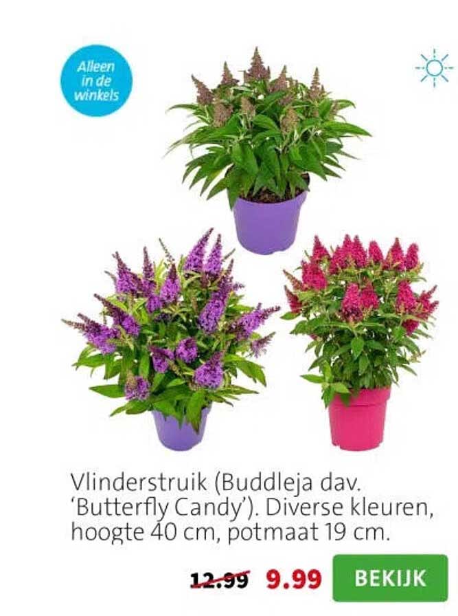 Vlinderstruik (Buddleja dav. ‘Butterfly Candy’). Diverse kleuren, hoogte 40 cm, potmaat 19 cm.