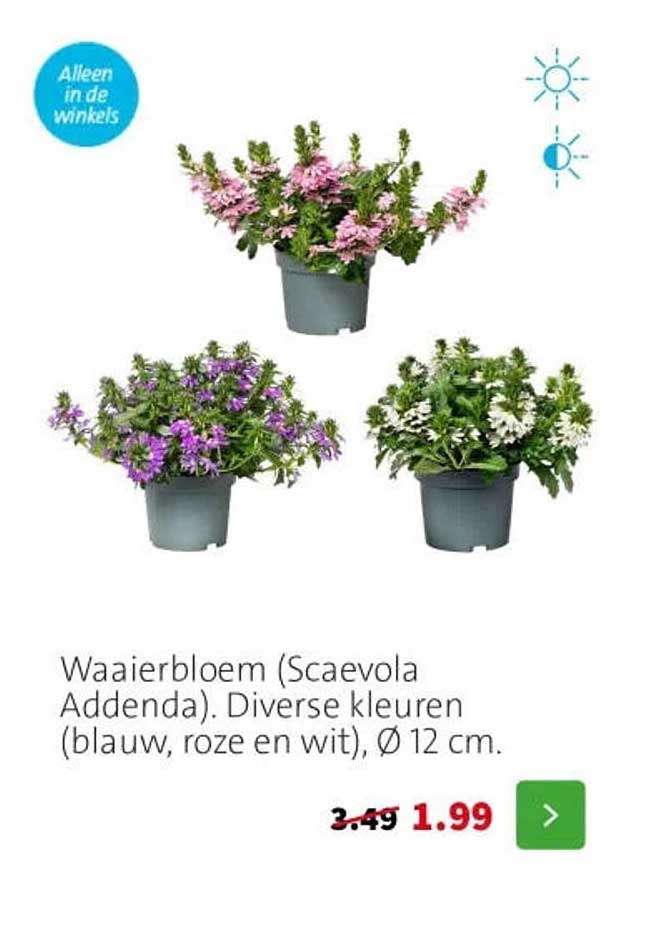Waaiersbloem (Scaevola Addenda). Diverse kleuren (blauw, roze en wit), Ø 12 cm.
