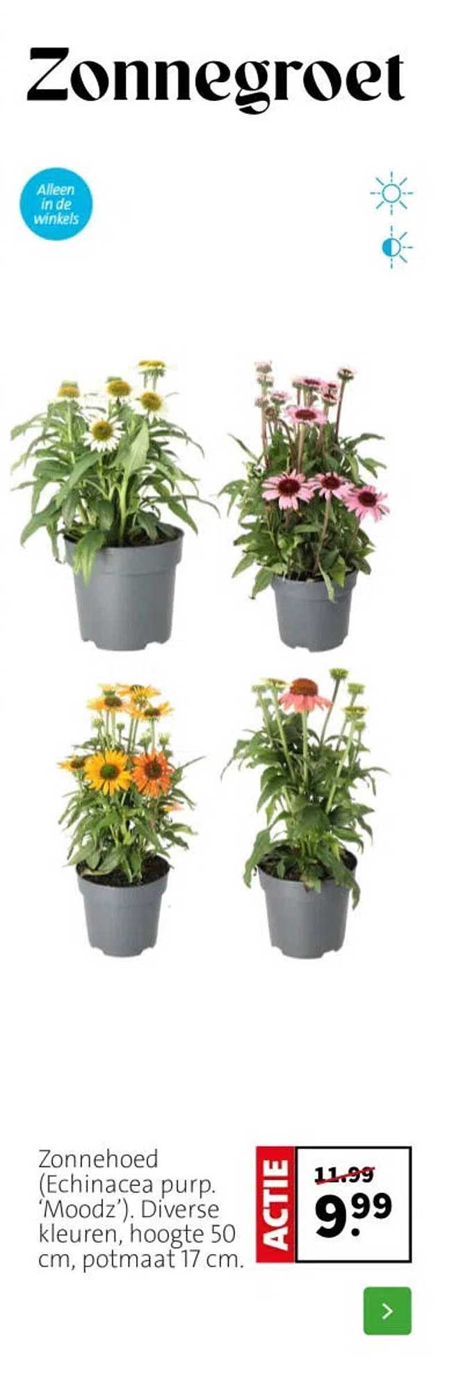 Zonnehoed (Echinacea purp. 'Moodz'), Diverse kleuren, hoogte 50 cm, potmaat 17 cm.