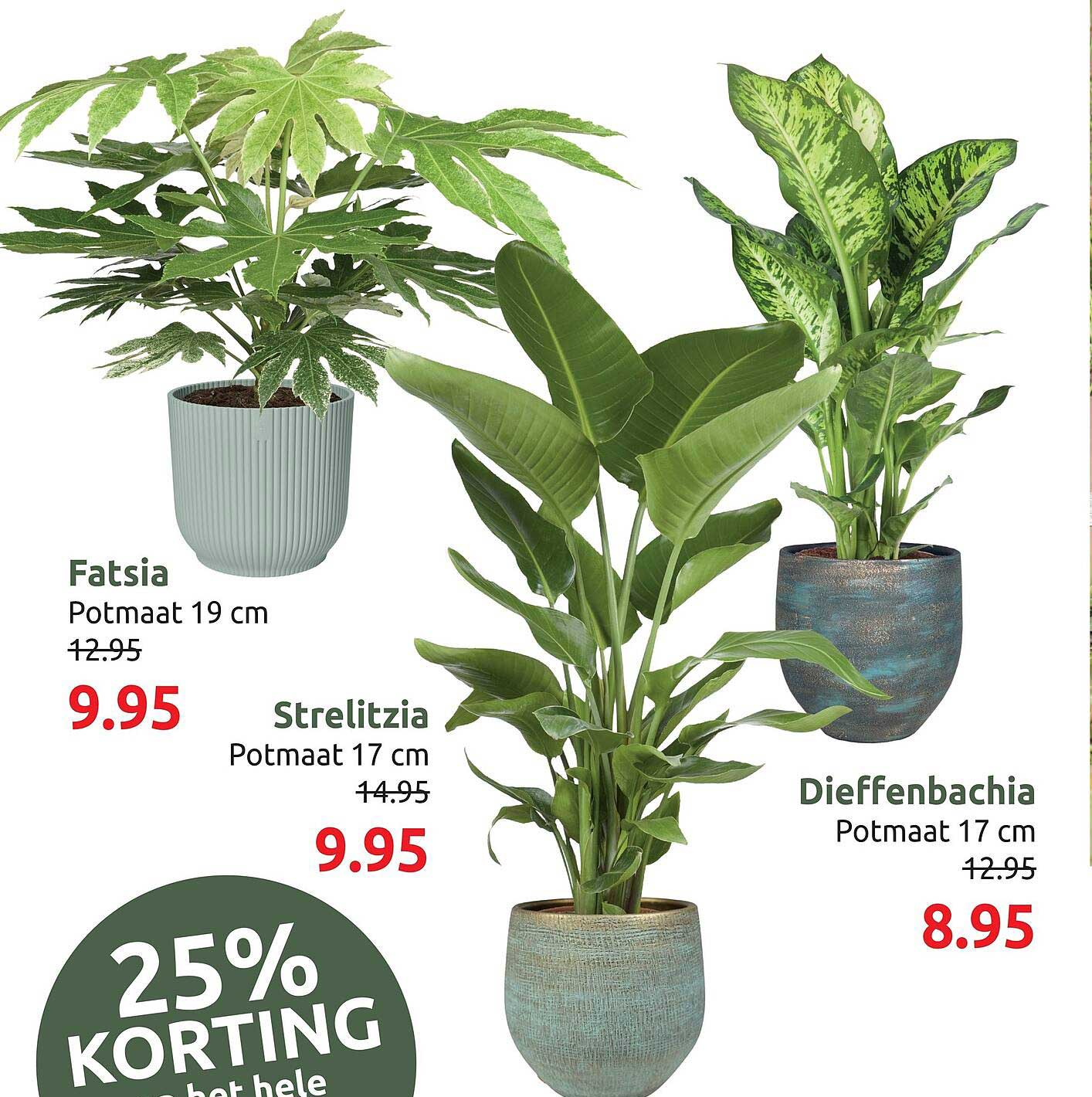 Fatsia Potmaat 19 cm