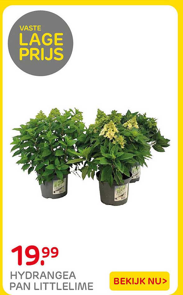 HYDRANGEA PAN LITTLELIME