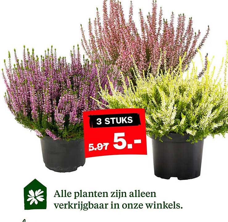 3 STUKS