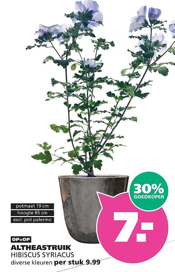 ALTHAESTRUIK HIBISCUS SYRIACUS diverse kleuren per stuk 9.99 30% GOEDKOPER