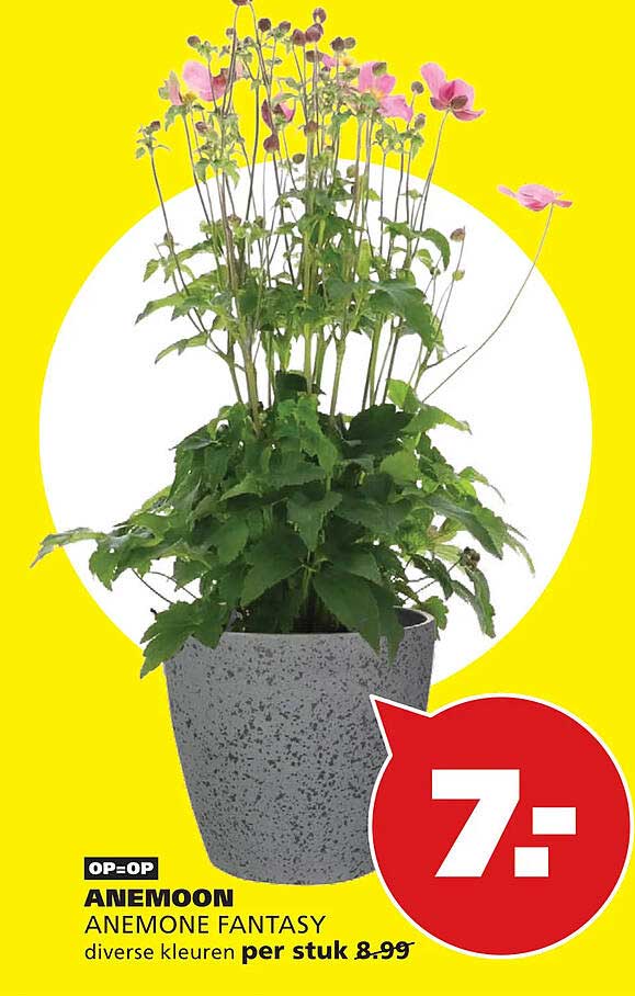 ANEMOOON ANEMONE FANTASY diverse kleuren per stuk 8.99