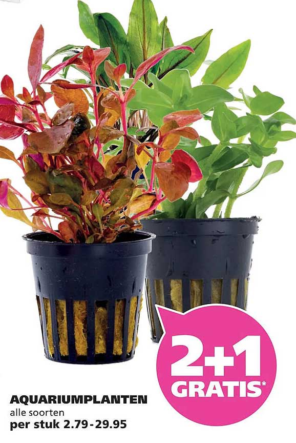 AQUARIUMPLANTEN alle soorten per stuk 2.79-29.95 2+1 GRATIS*
