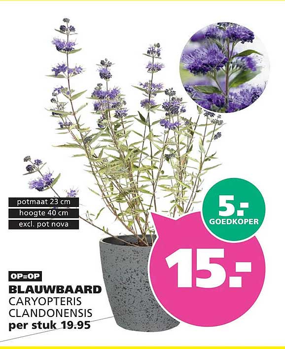 BLAUWBAARD CARYOPTERIS CLANDONENSIS per stuk 19.95