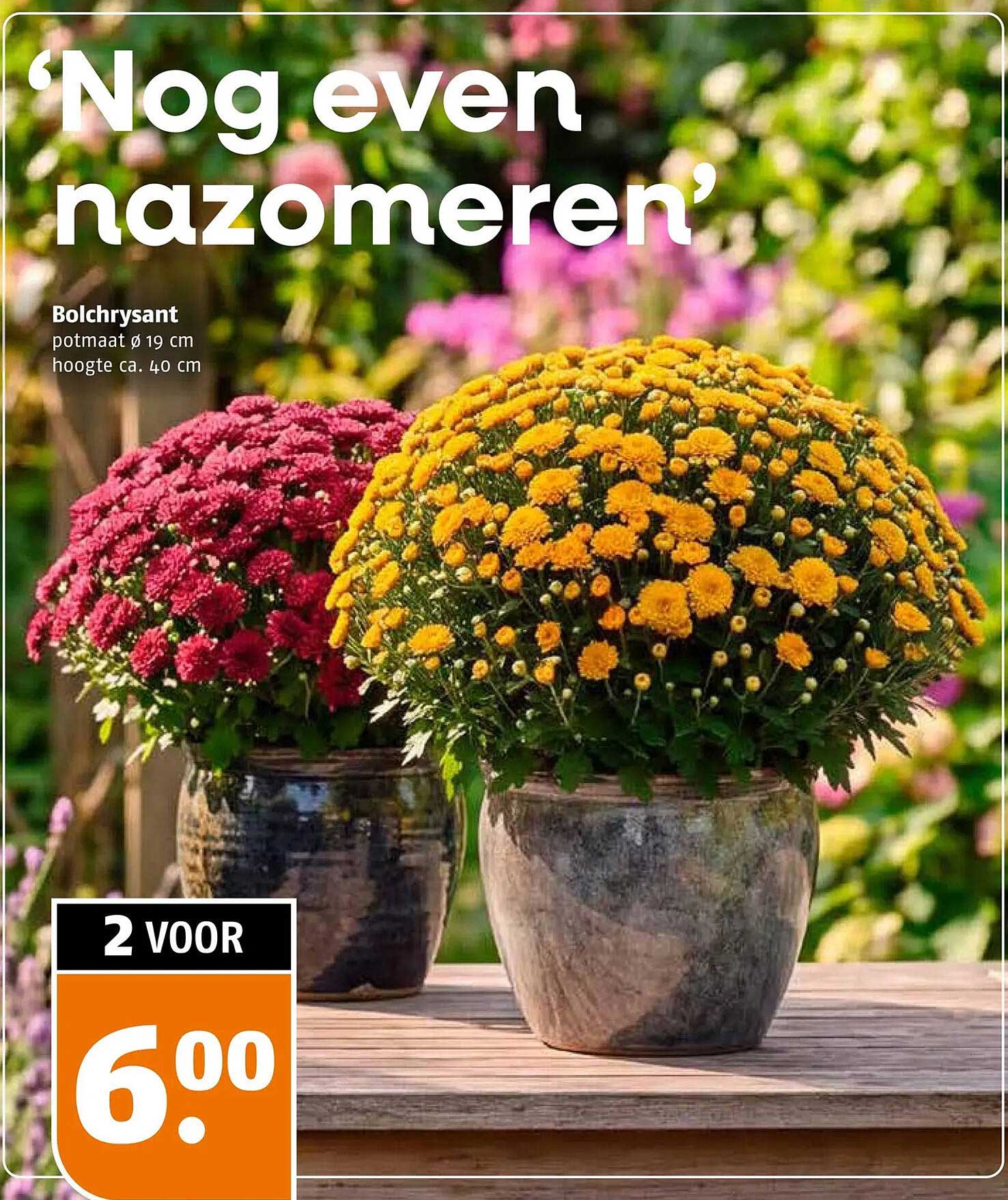 Bolchrysant 2 voor