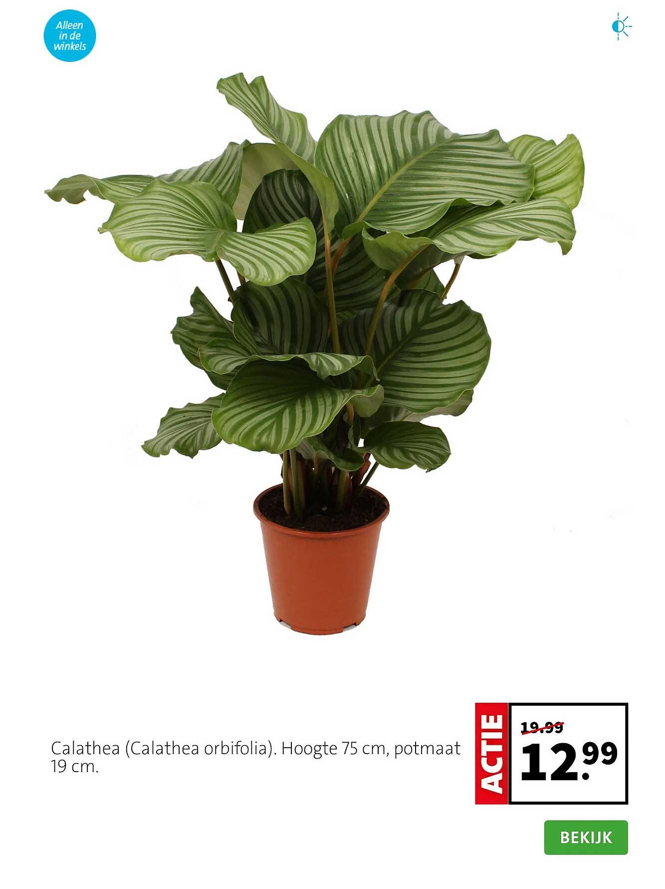 Calathea (Calathea orbifolia). Hoogte 75 cm, potmaat 19 cm.