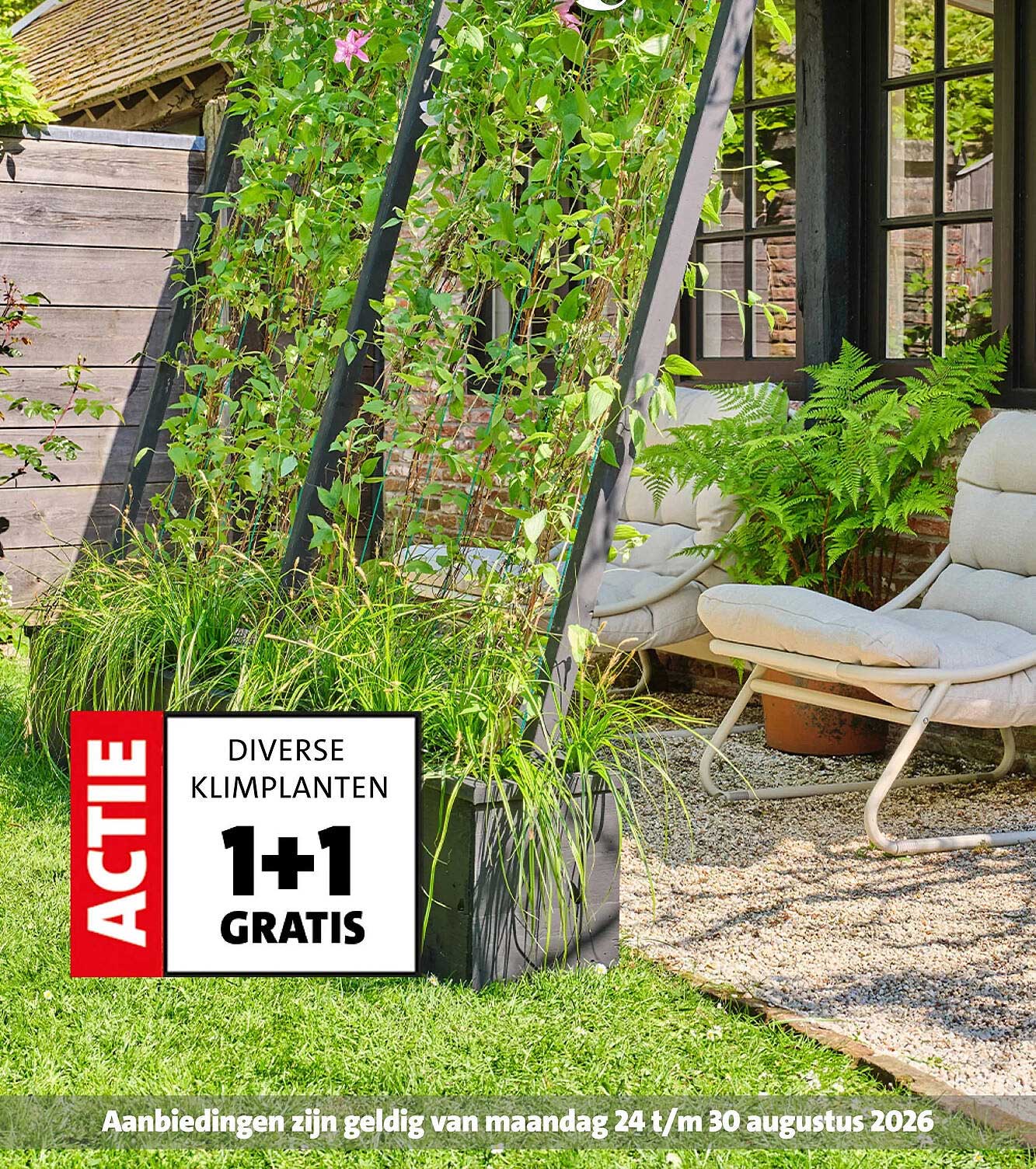 DIVERSE KLIMPLANTEN 1+1 GRATIS