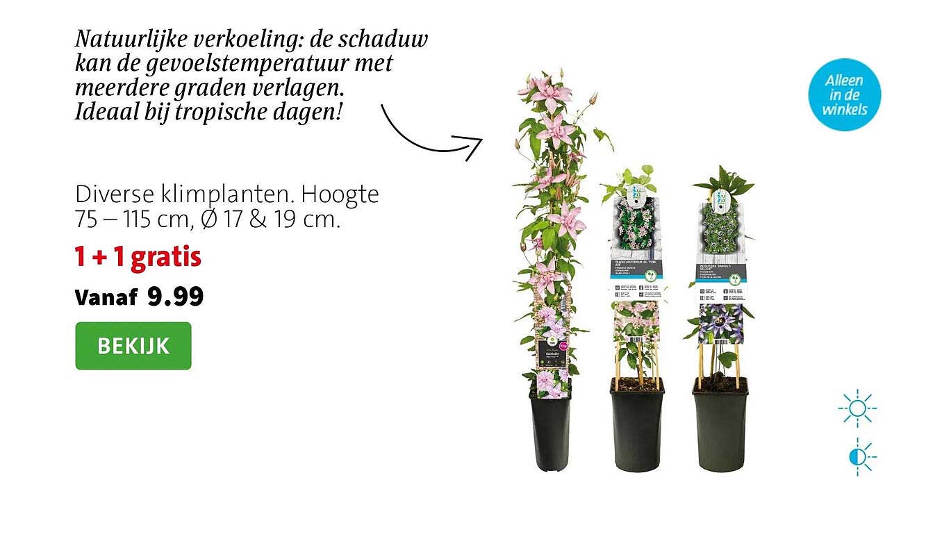 Diverse klimplanten. Hoogte 75 – 115 cm, Ø 17 & 19 cm. 1 + 1 gratis