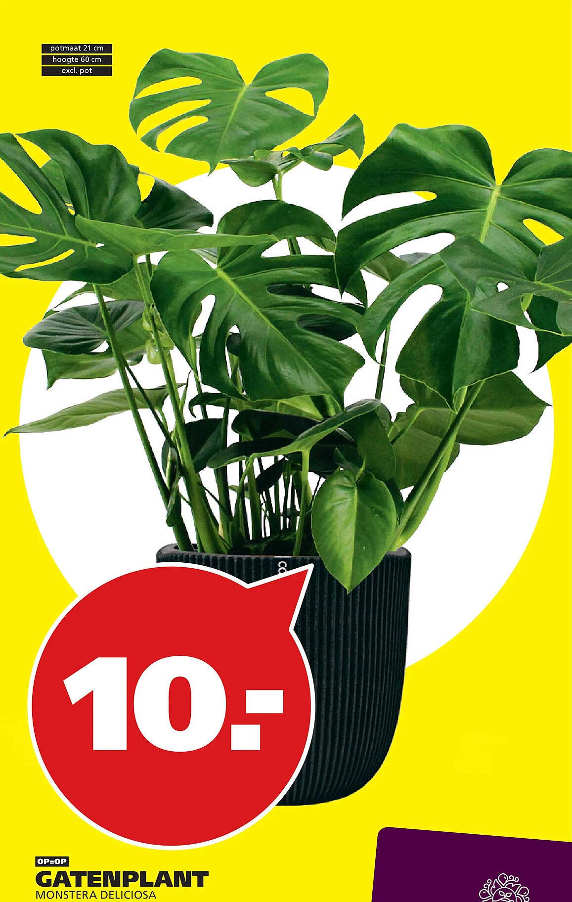 GATENPLANT MONSTERA DELICIOSA