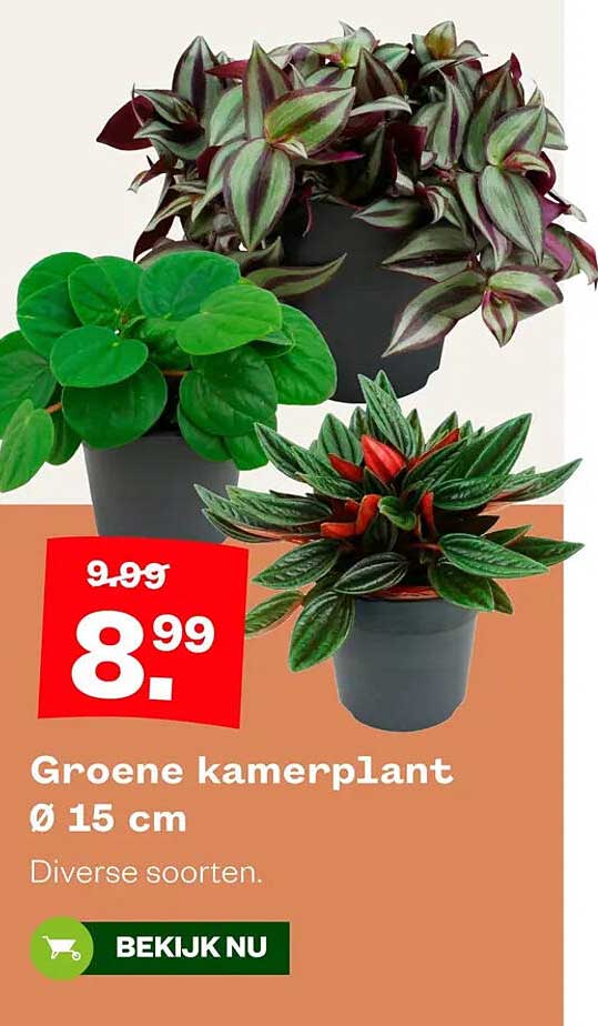 Groene kamerplant Ø 15 cm