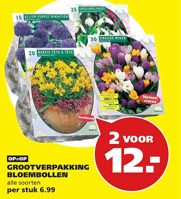 GROOTVERPAKKING BLOEMBOLLEN alle soorten per stuk 6.99 2 voor 12,-