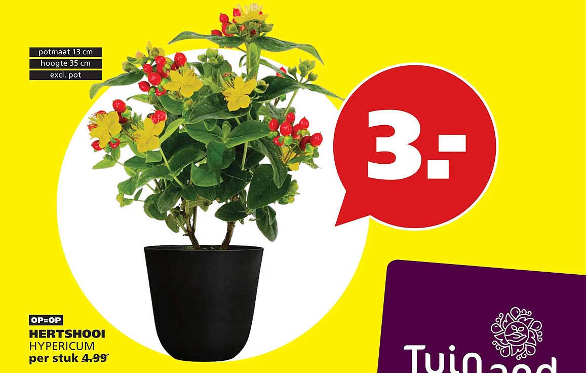 HERTSHOOI HYPERICUM per stuk