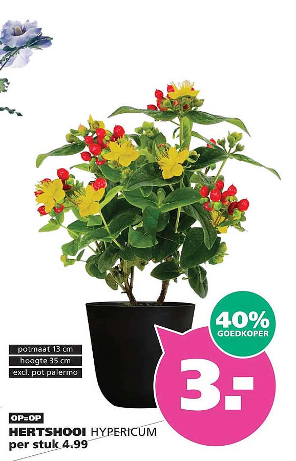 HERTSHOOL HYPERICUM