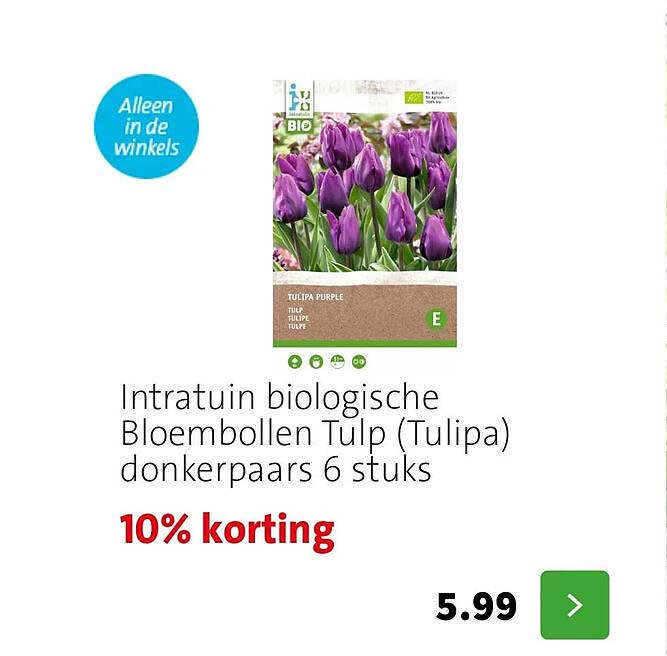 Intratuin biologische Bloembollen Tulp (Tulipa) donkerpaars 6 stuks 10% korting