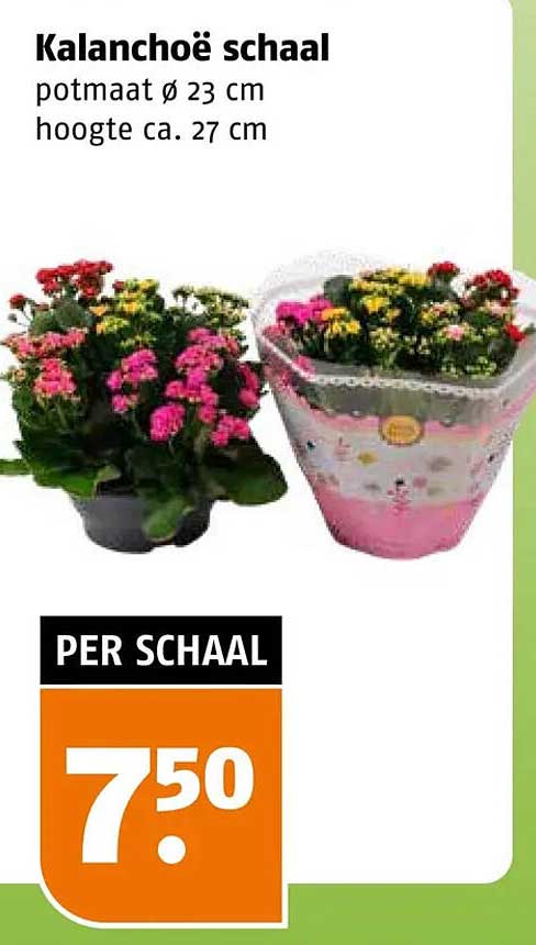Kalanchoë schaal
