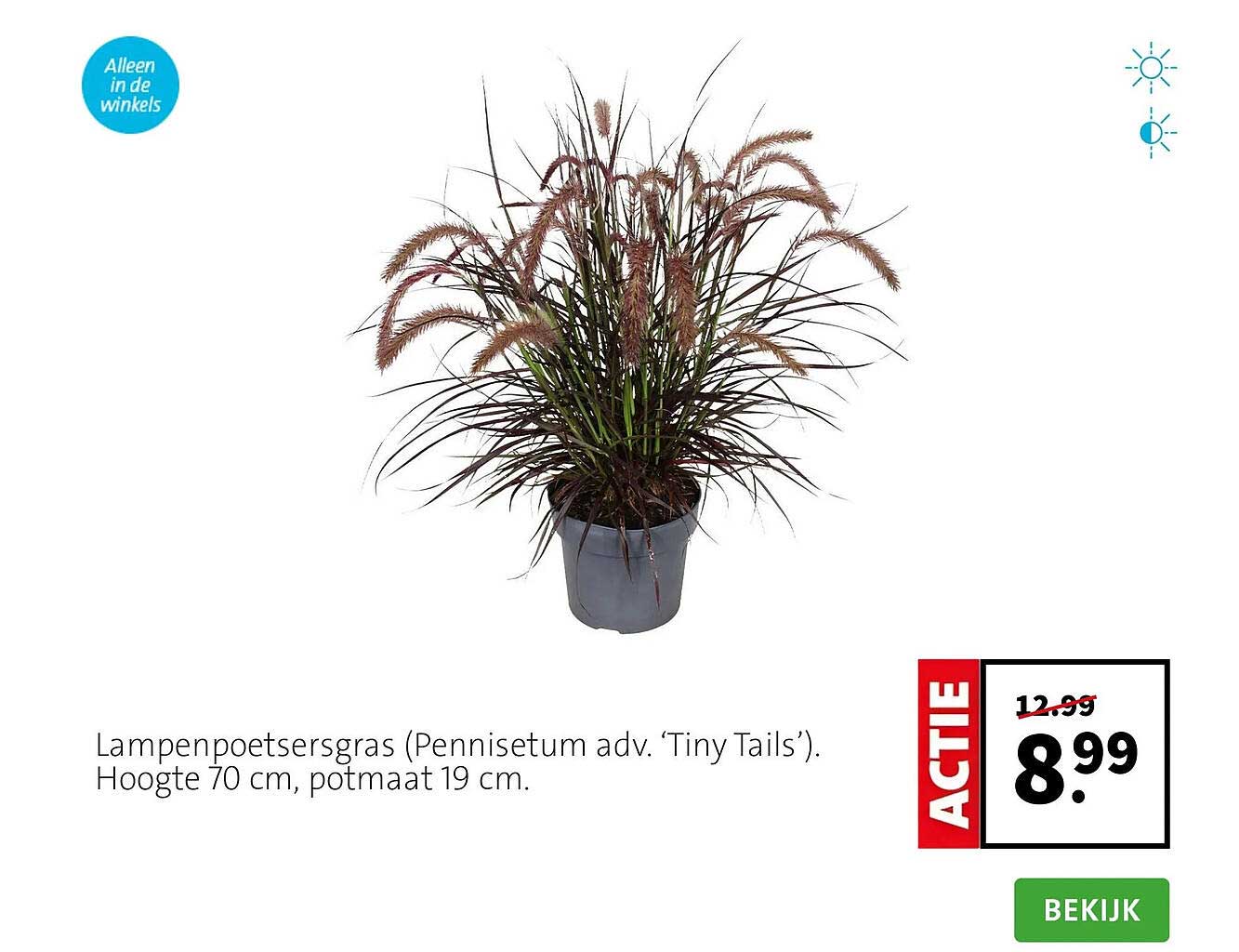 Lampenpoetsersgras (Pennisetum adv. ‘Tiny Tails’). Hoogte 70 cm, potmaat 19 cm. ACTIE
