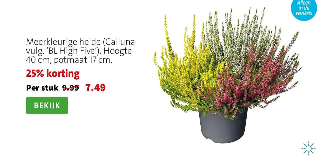 Meerkleurige heide (Calluna vulg. 'BL High Five'). Hoogte 40 cm, potmaat 17 cm. 25% korting