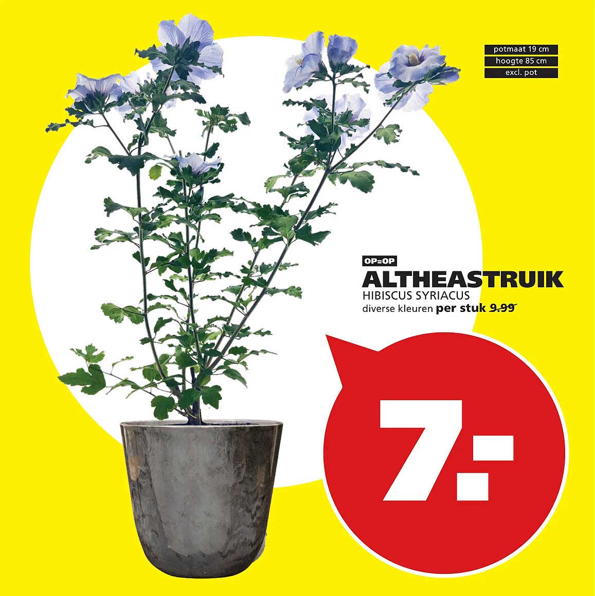 OP=OP ALTHEASTRIUK HIBISCUS SYRIACUS diverse kleuren per stuk 9.99