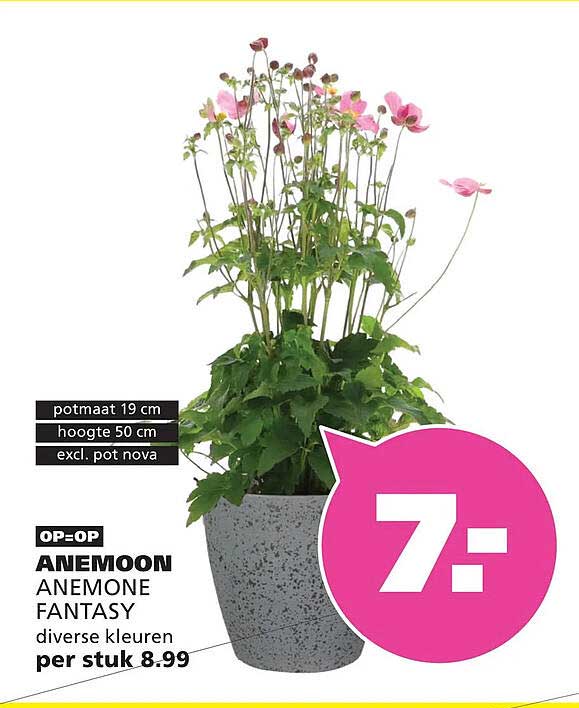 OP=OP ANEMOON ANEMONE FANTASY diverse kleuren per stuk