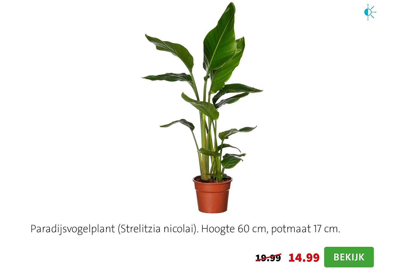 Paradijsvogelplant (Strelitzia nicolai). Hoogte 60 cm, potmaat 17 cm.