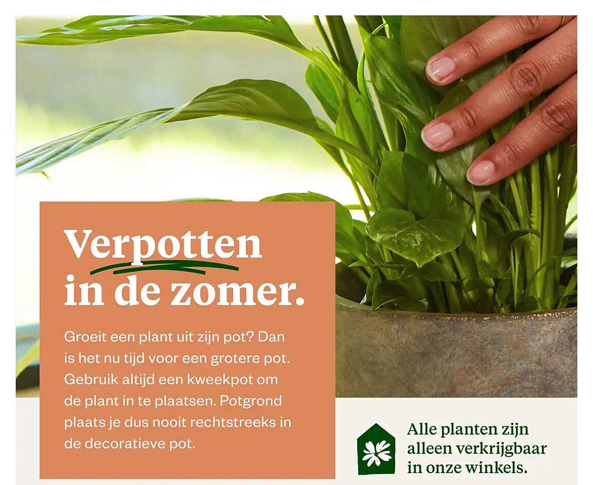 Verpotten in de zomer.