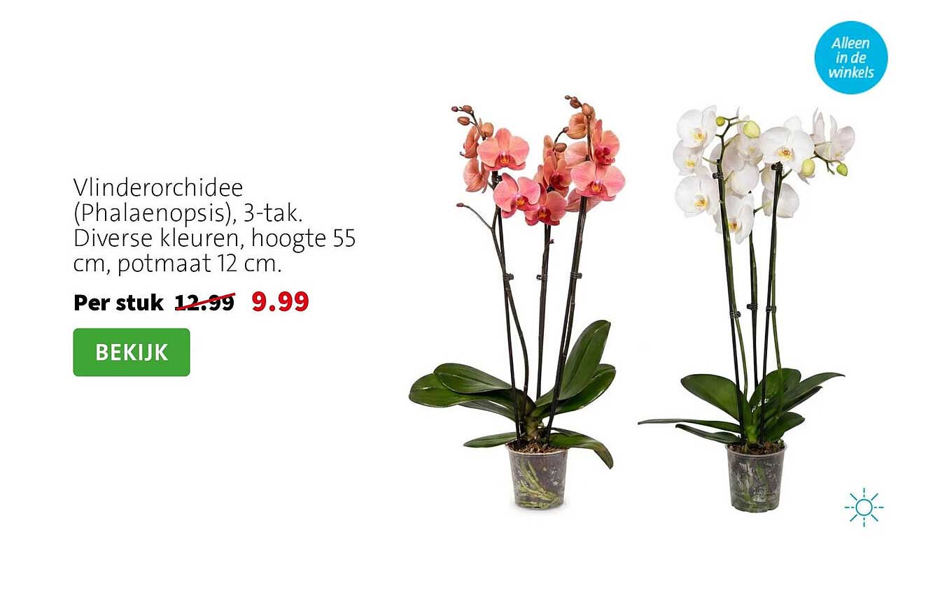 Vlinderorchidee (Phalaenopsis), 3-tak. Diverse kleuren, hoogte 55 cm, potmaat 12 cm.