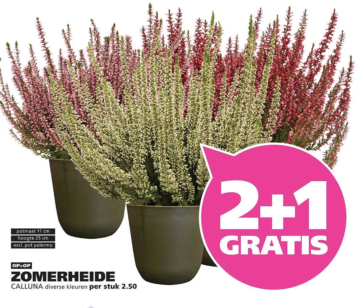 ZOMERHEIDE CALLUNA diverse kleuren per stuk 2.50 2+1 GRATIS