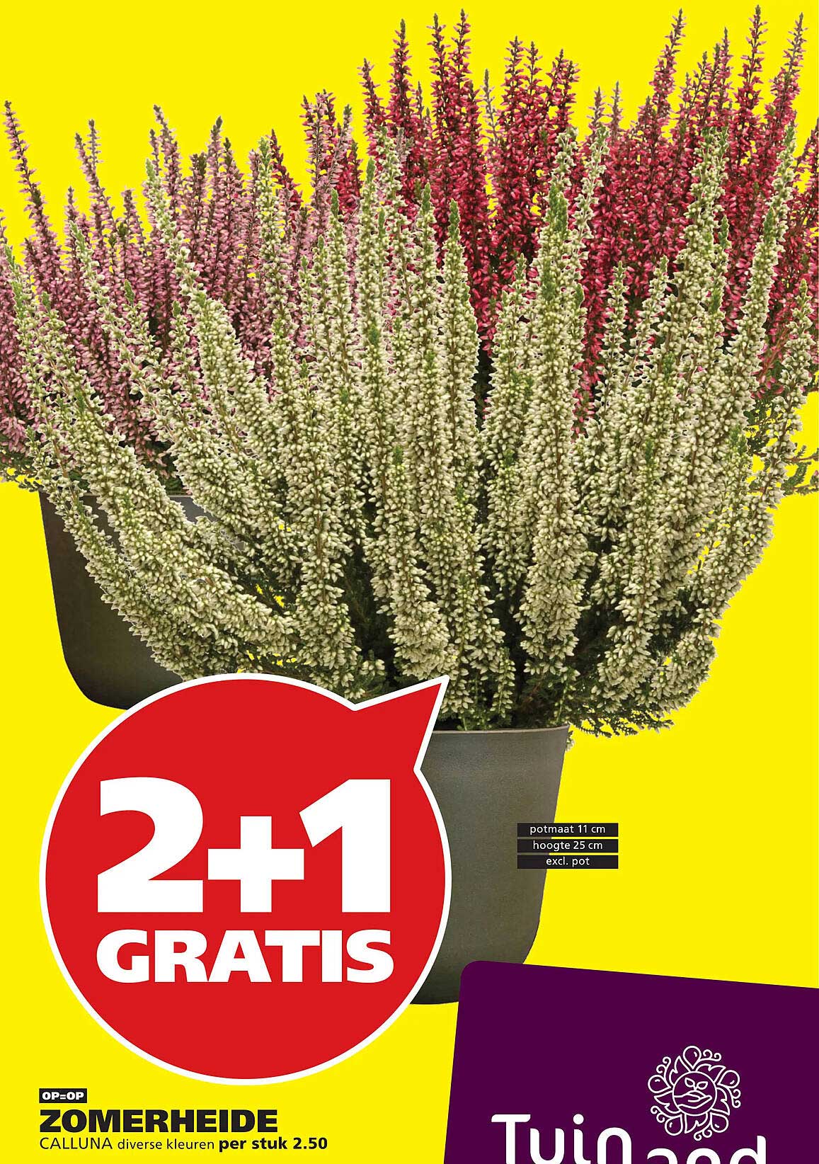 ZOMERHEIDE CALLUNA diverse kleuren per stuk 2.50 2+1 GRATIS