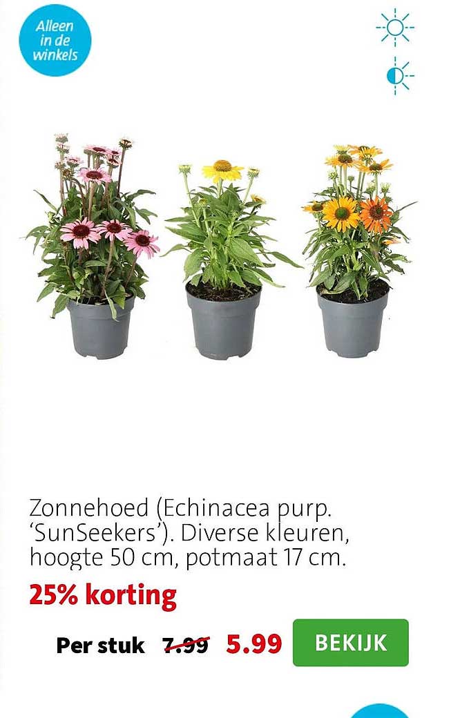 Zonnehoed (Echinacea purp. ‘SunSeekers’). Diverse kleuren, hoogte 50 cm, potmaat 17 cm. 25% korting