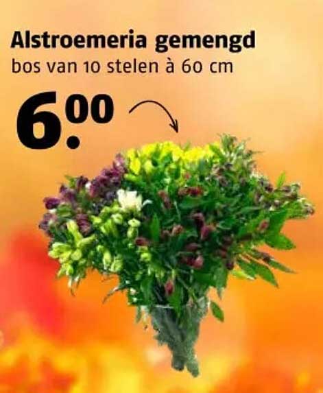 Alstroemeria gemengd bos van 10 stelen à 60 cm
