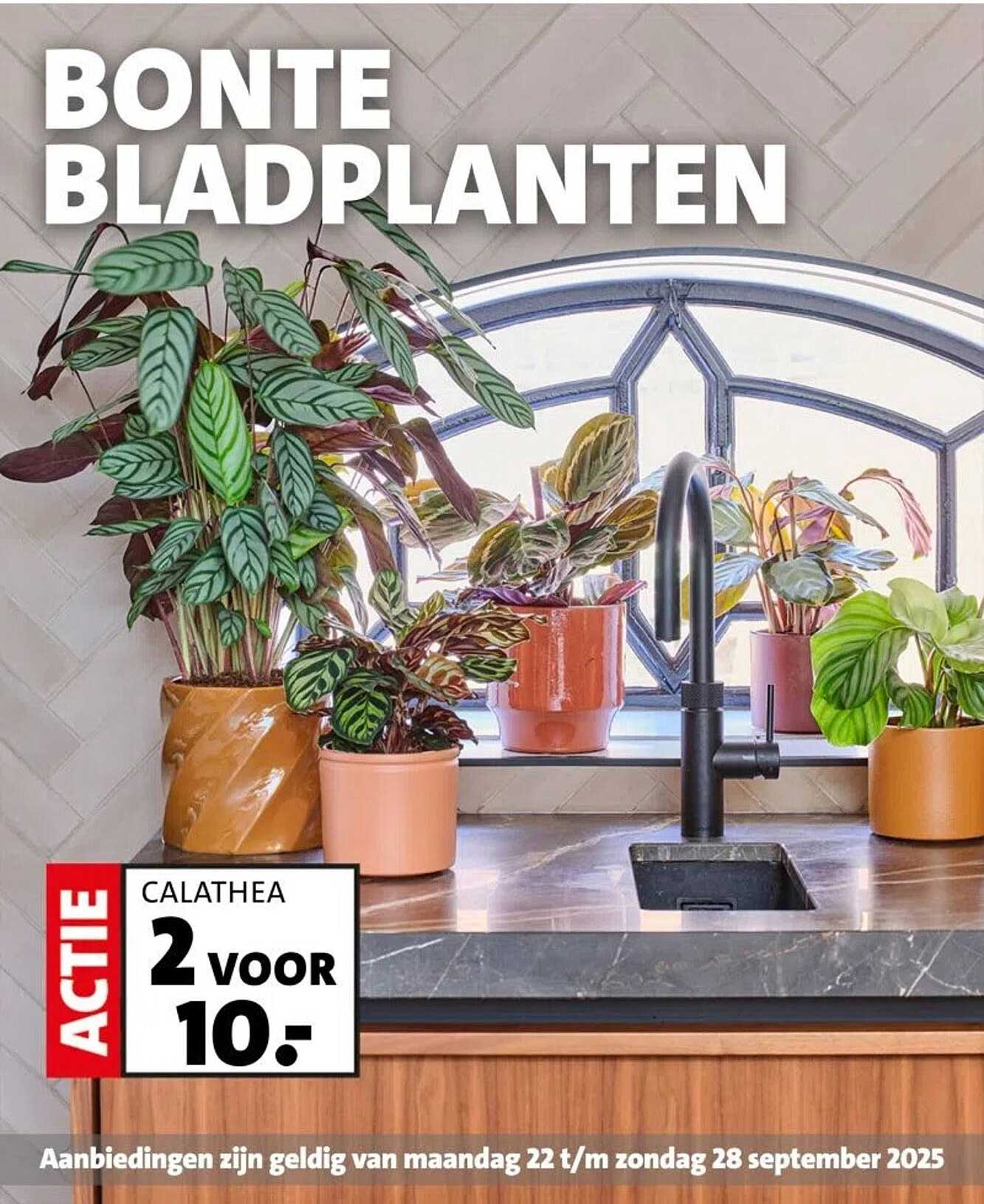BONTE BLADPLANTEN