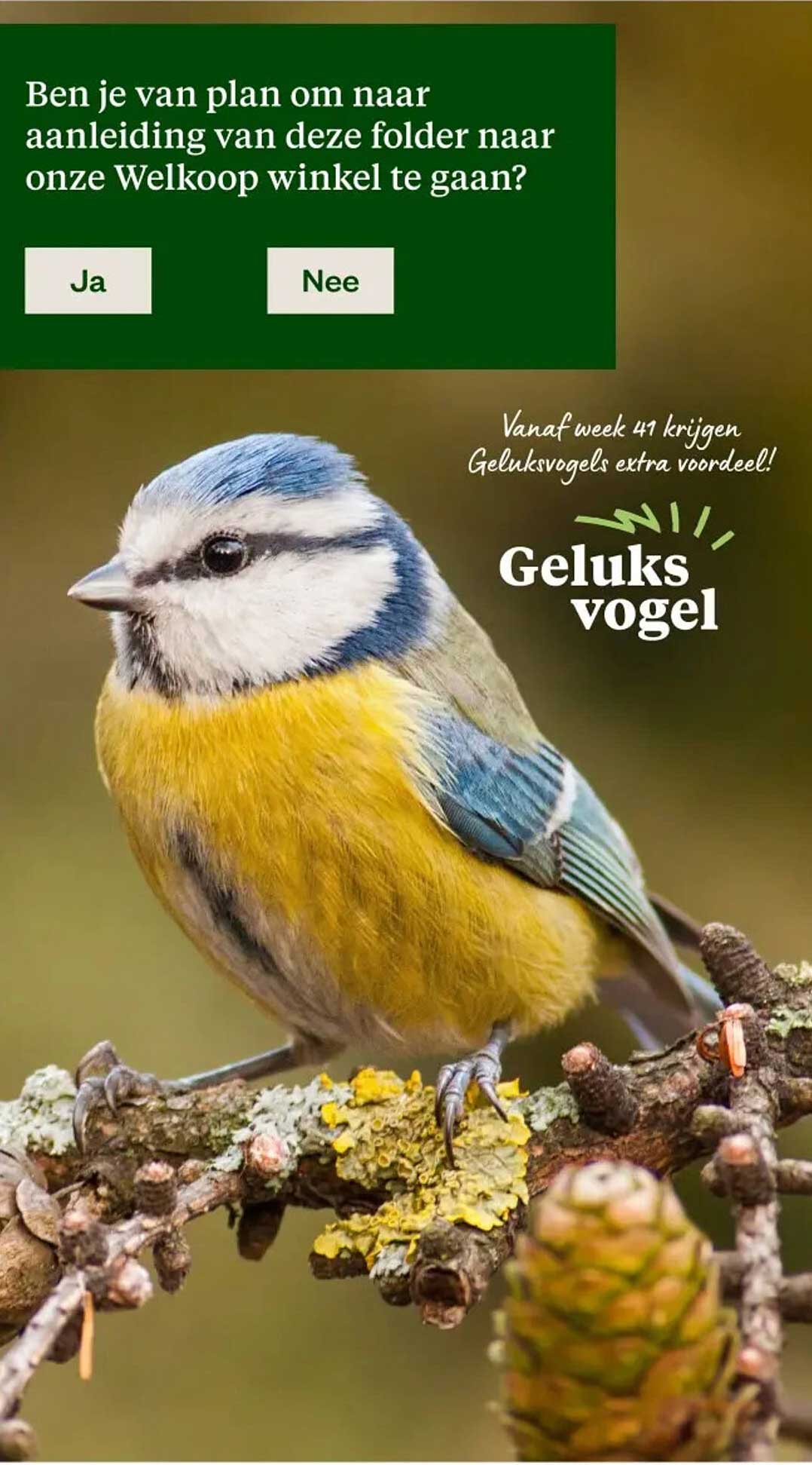 Geluks vogel