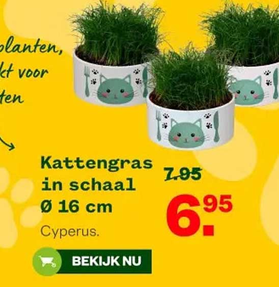 Kattengras in schaal Ø 16 cm