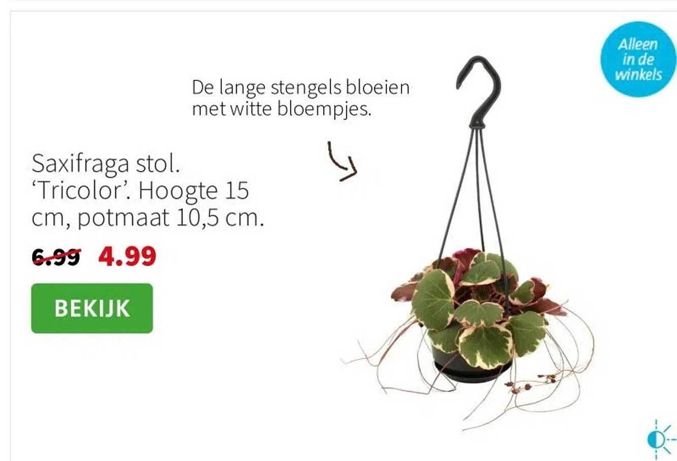 Saxifraga stol. ‘Tricolor’. Hoogte 15 cm, potmaat 10,5 cm.