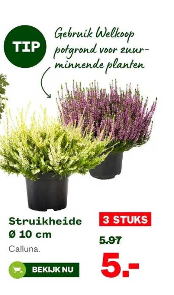 Struikheide Ø 10 cm - 3 stuks