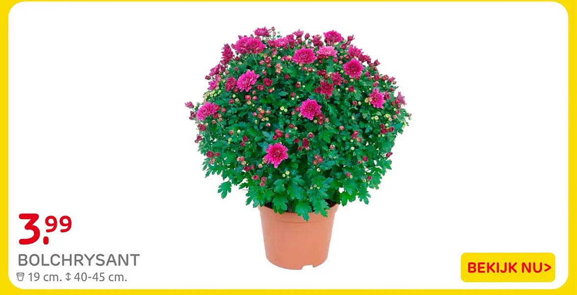 BOLCHRYSANT