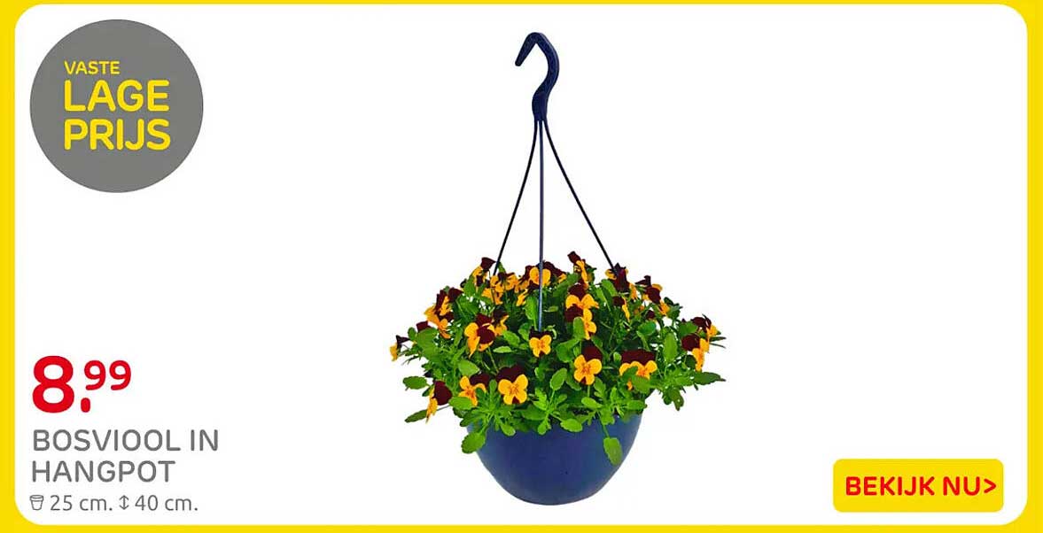 BOSVIOOL IN HANGPOT