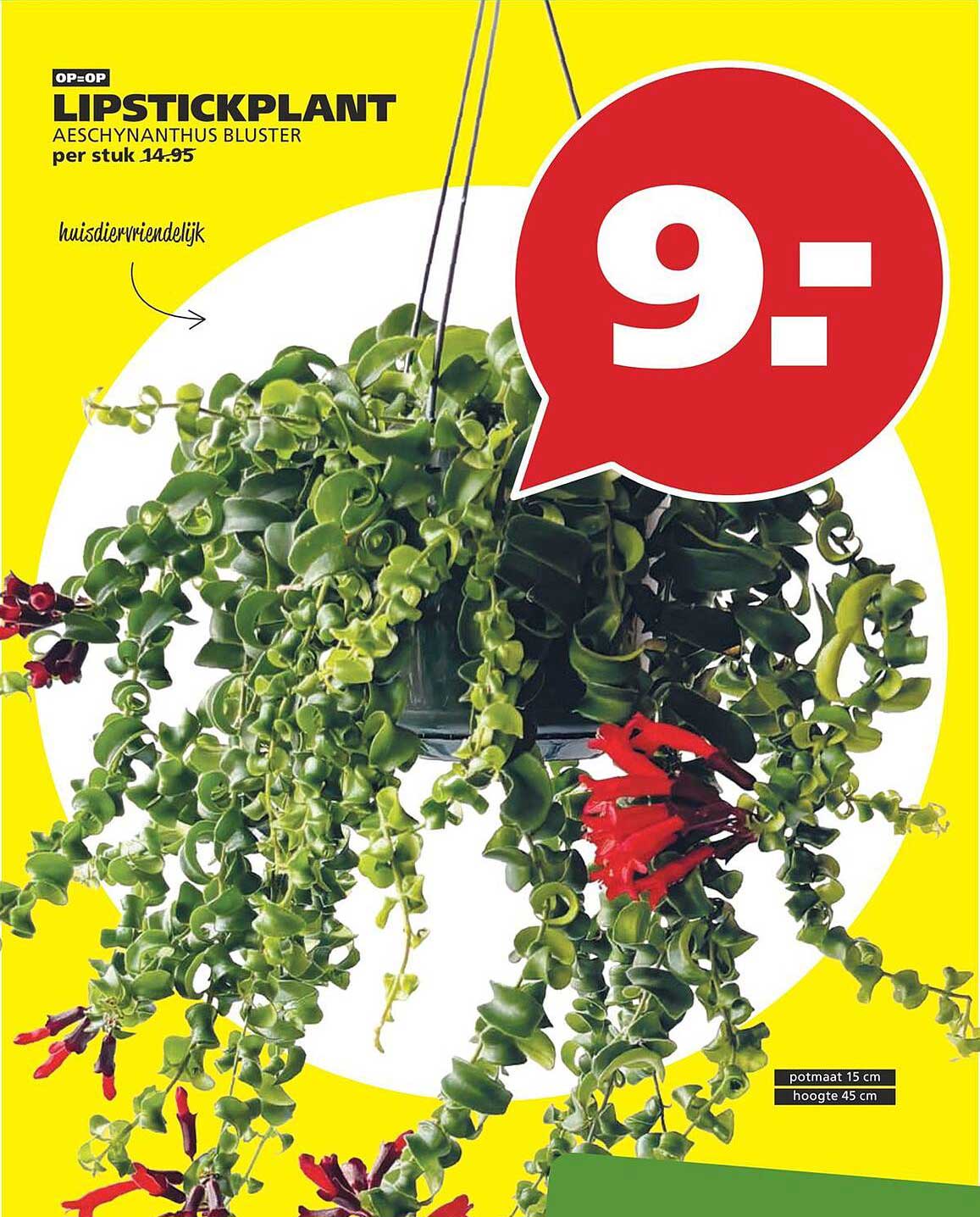LIPSTICKPLANT Aeschynanthus bluster per stuk