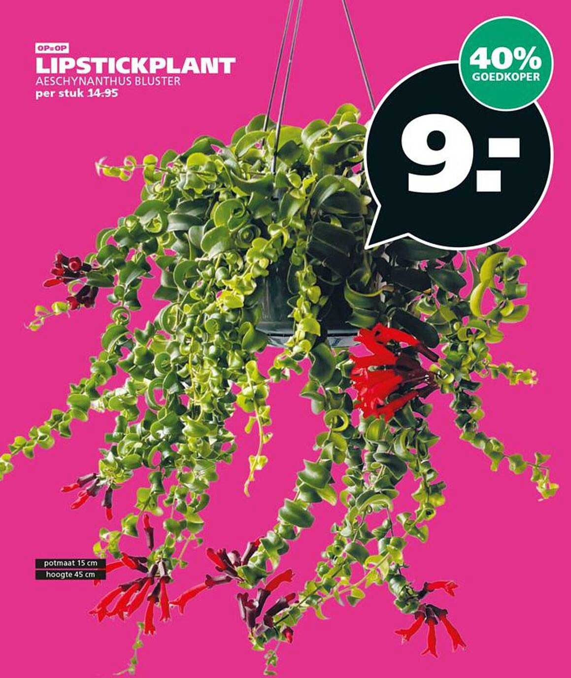OP=OP LIPSTICKPLANT AESCYHNANTHUS BLUSTER per stuk 14.95