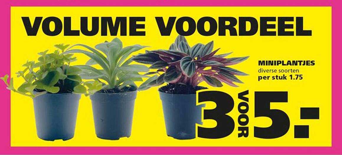 VOLUME VOORDEEL MINIPLANTJES diverse soorten per stuk 1.75 3 VOOR 5,-