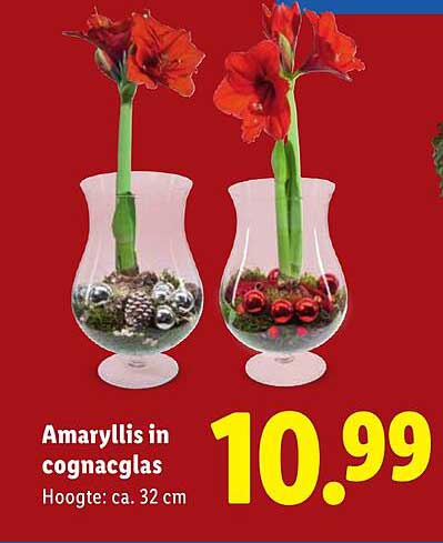Amaryllis in cognacglas