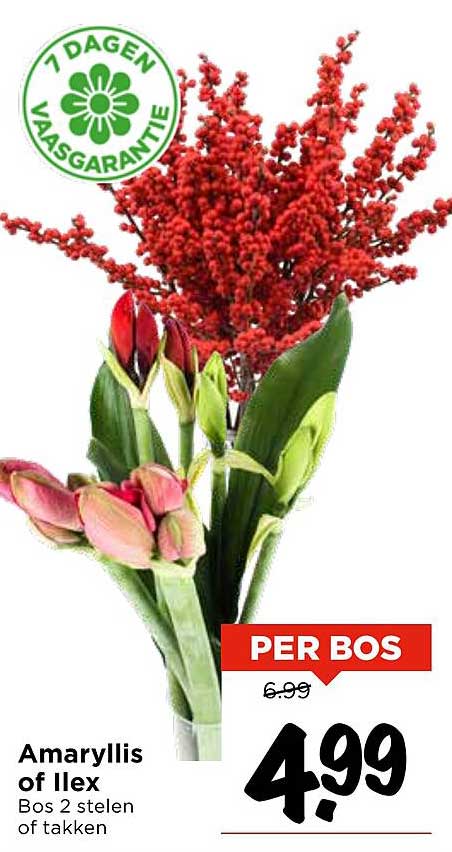 Amaryllis of Ilex Bos 2 stelen of takken