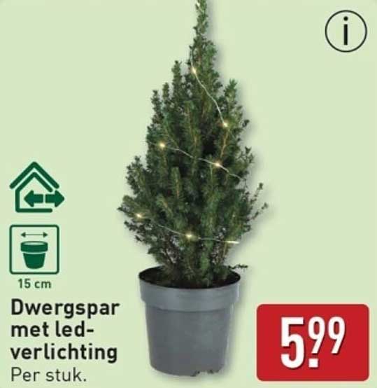 Dwergspar met led-verlichting
