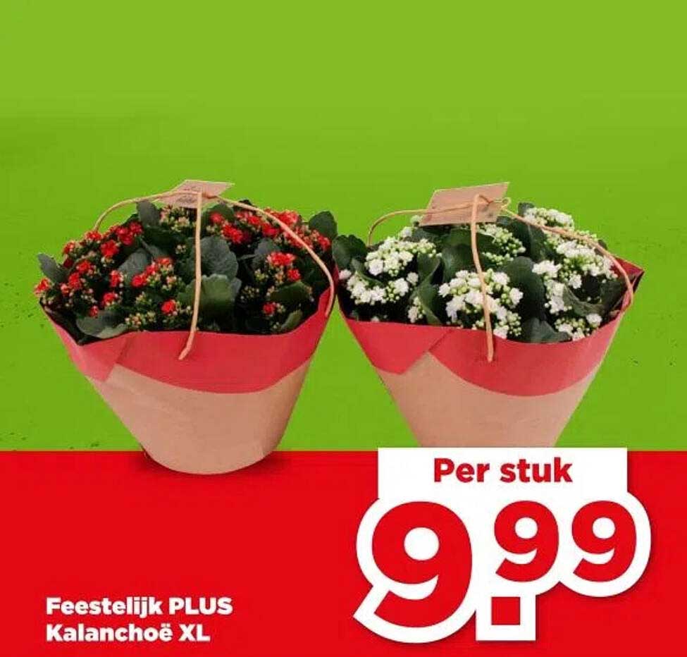 Feestelijk PLUS Kalanchoë XL