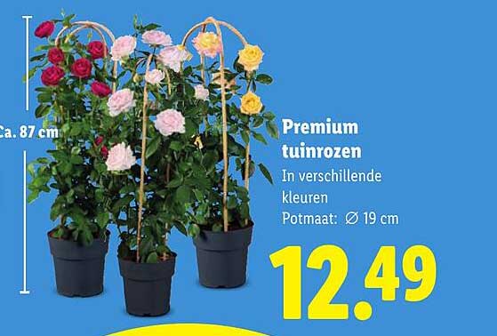 Premium tuinrozen