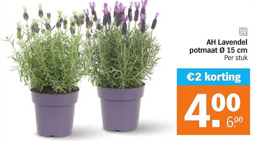 AH Lavendel potmaat Ø 15 cm