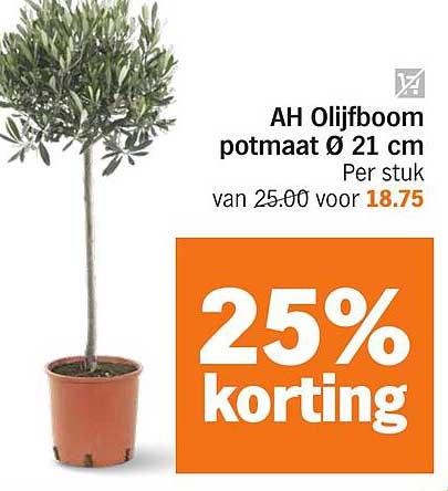 AH Olijfboom potmaat Ø 21 cm
