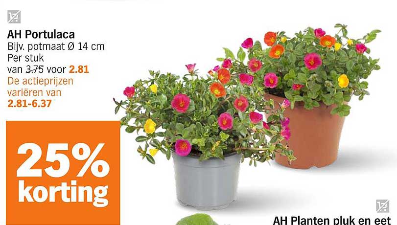 AH Portulaca Bijv. potmaat Ø 14 cm Per stuk van 3.75 voor 2.81
